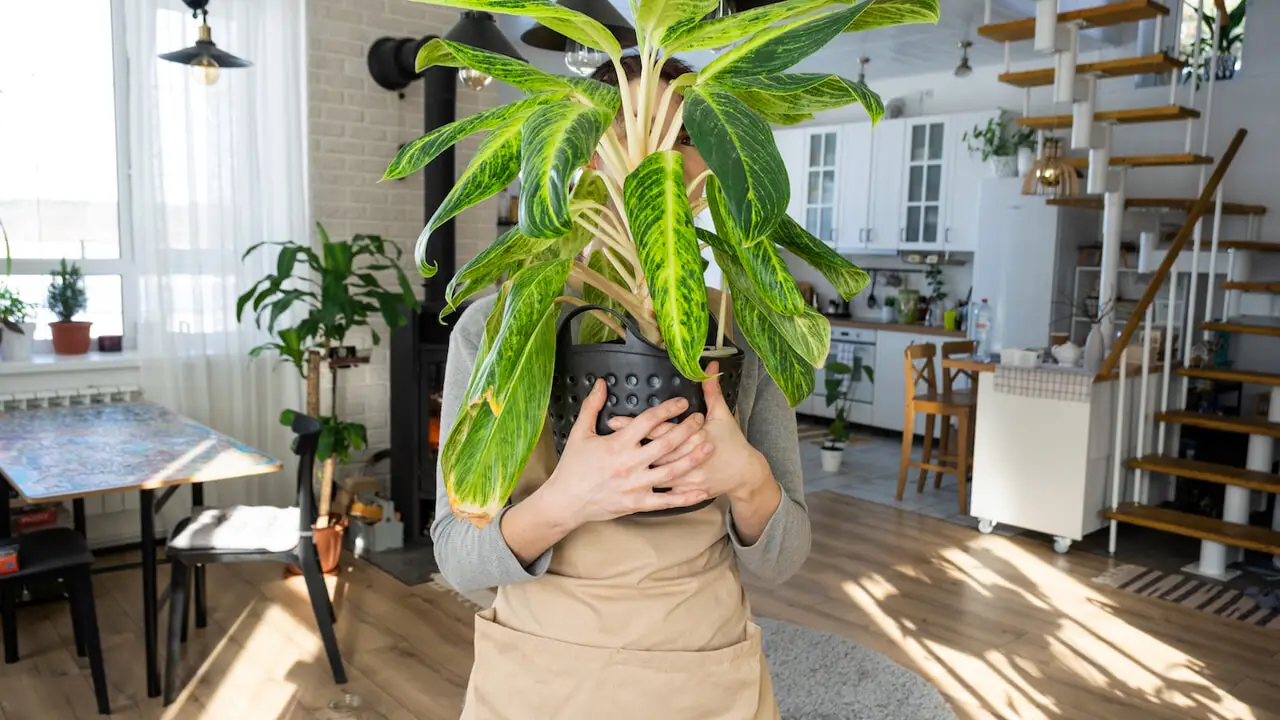 Come si recupera una pianta sofferente? I segnali da non ignorare