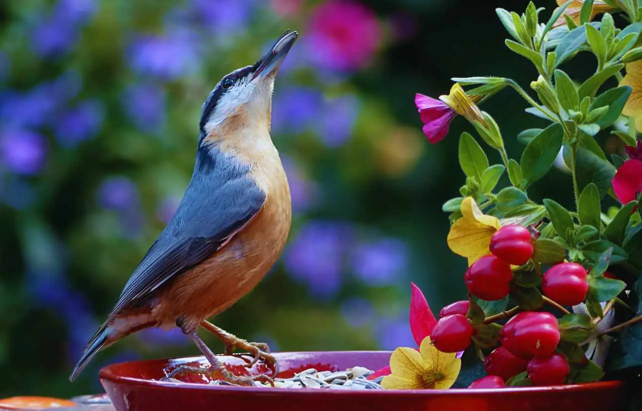 Come attirare uccellini in giardino? Le piante e i trucchi naturali