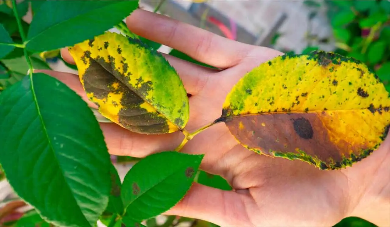 Cosa fare se trovi larve sulle foglie? Ecco il metodo più efficace