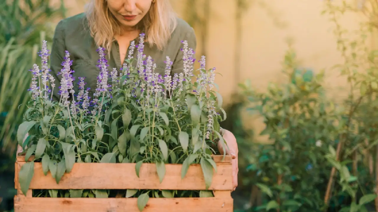 Come si propaga la lavanda? Il trucco per avere più piante gratis
