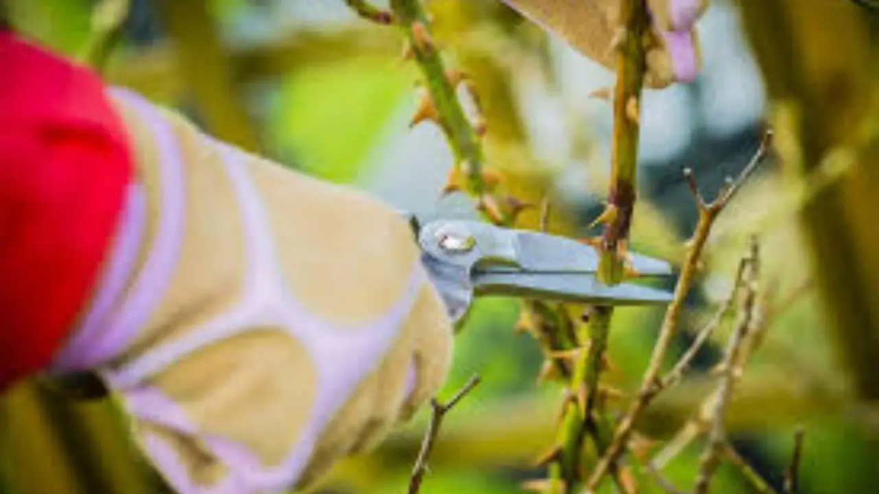 Quali piante potare tra Dicembre e Gennaio: ecco la lista