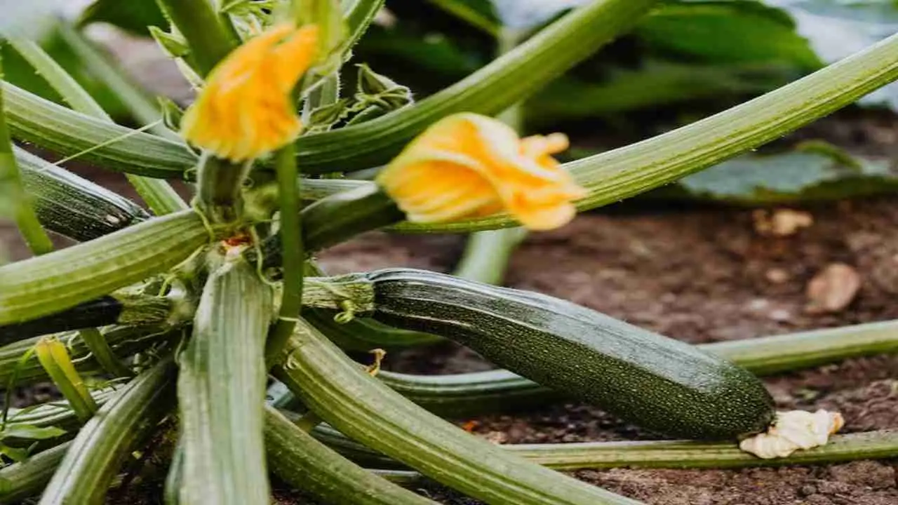 Cenere per le zucchine: il metodo definitivo per un raccolto record