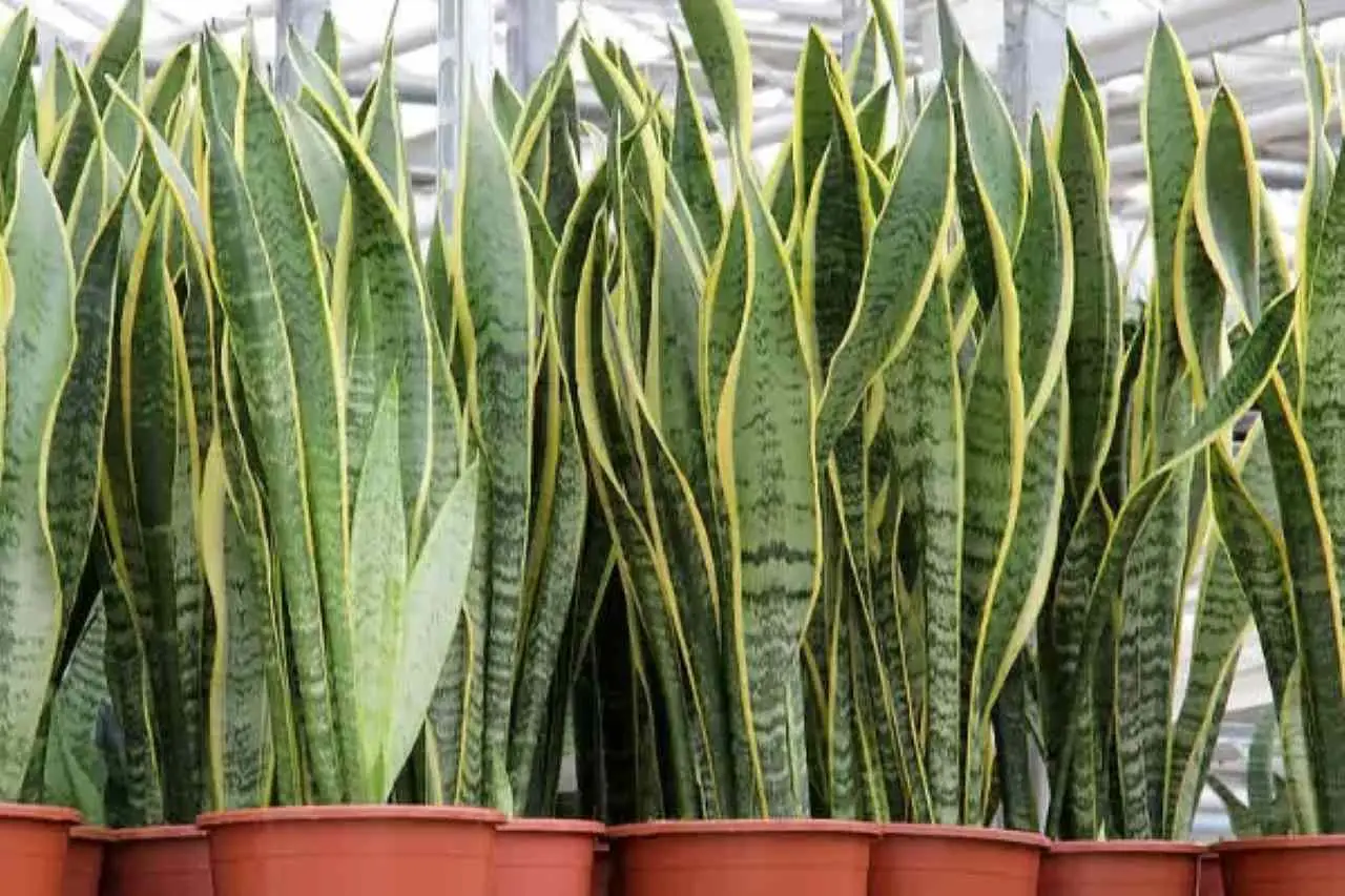 Sansevieria: ecco come curarla, il consiglio del giardiniere