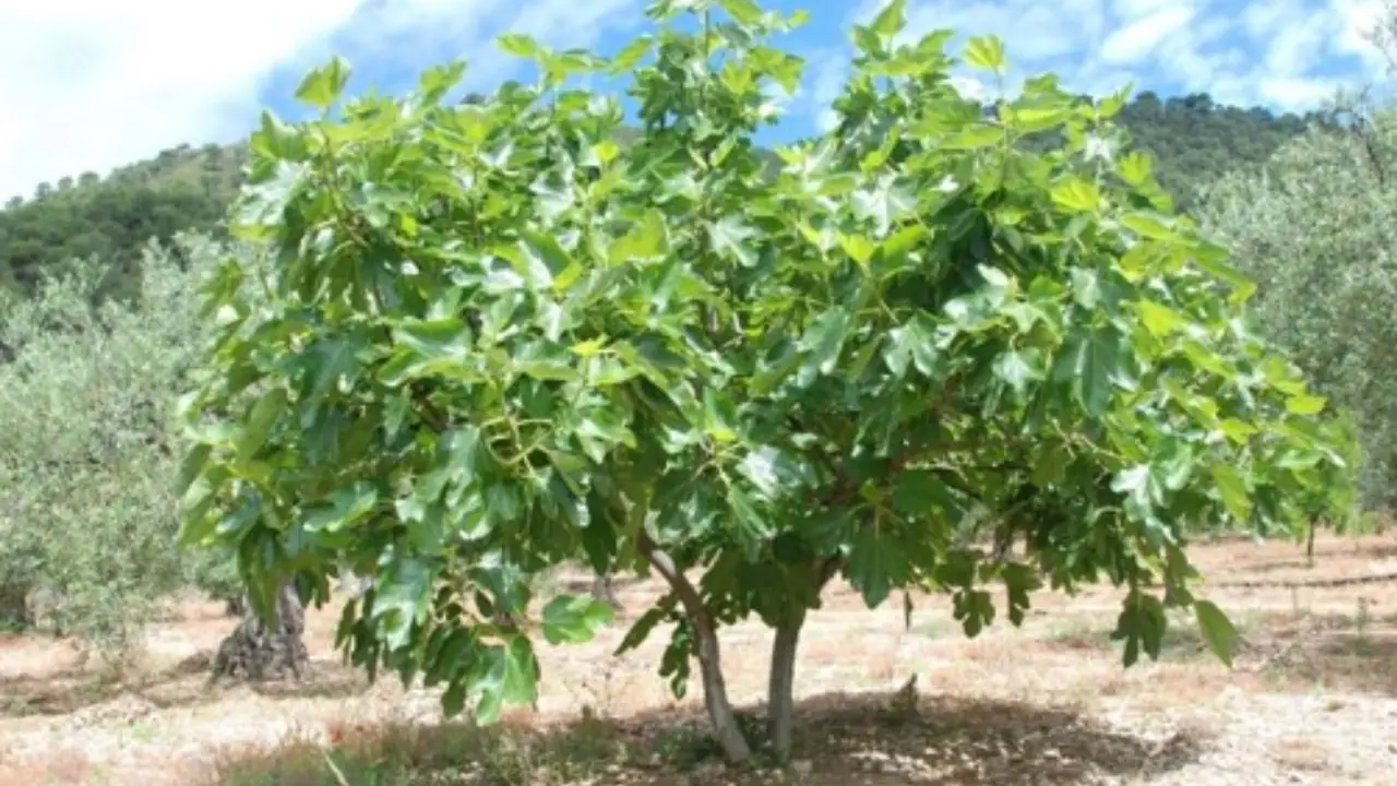 Come potare il fico: ecco il metodo del giardiniere