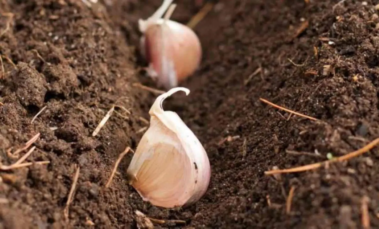 Come coltivare l’aglio in casa: ecco il metodo definitivo