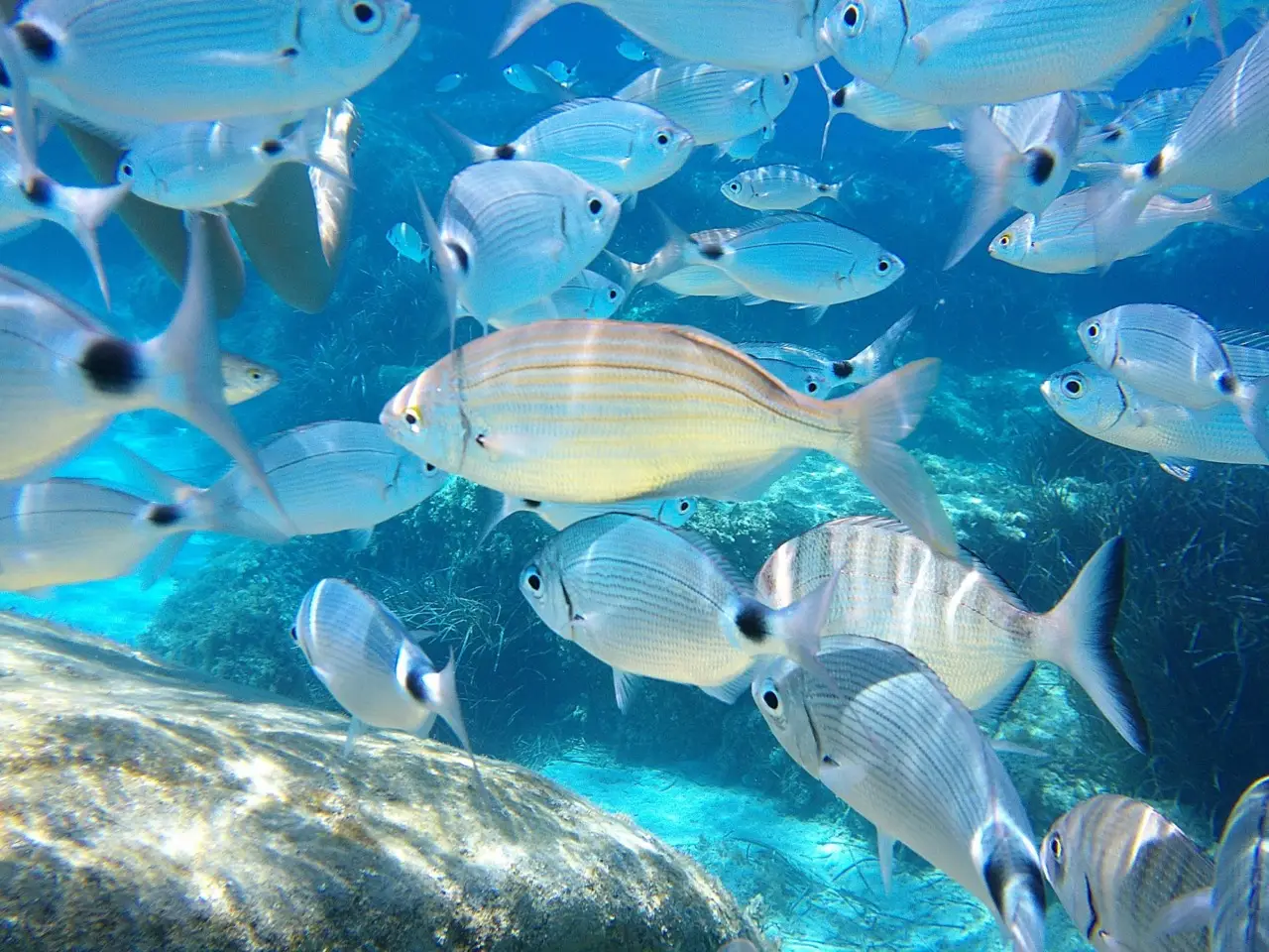 Dove fare snorkeling in Italia? Le acque più limpide e ricche di fauna