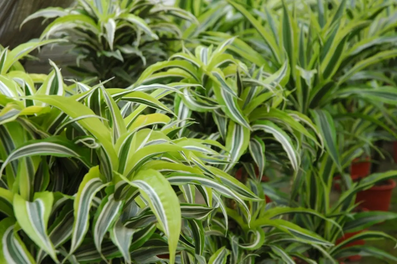 Come curare la dracena: il consiglio del giardiniere