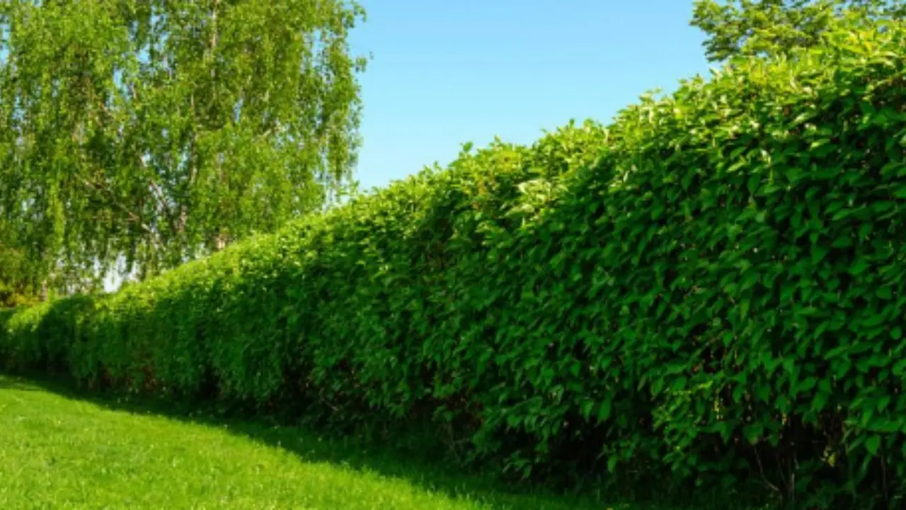 Come si fa una siepe sempreverde? Le specie migliori da scegliere