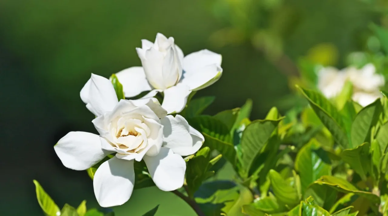 Come curare la gardenia in inverno: il consiglio del giardiniere