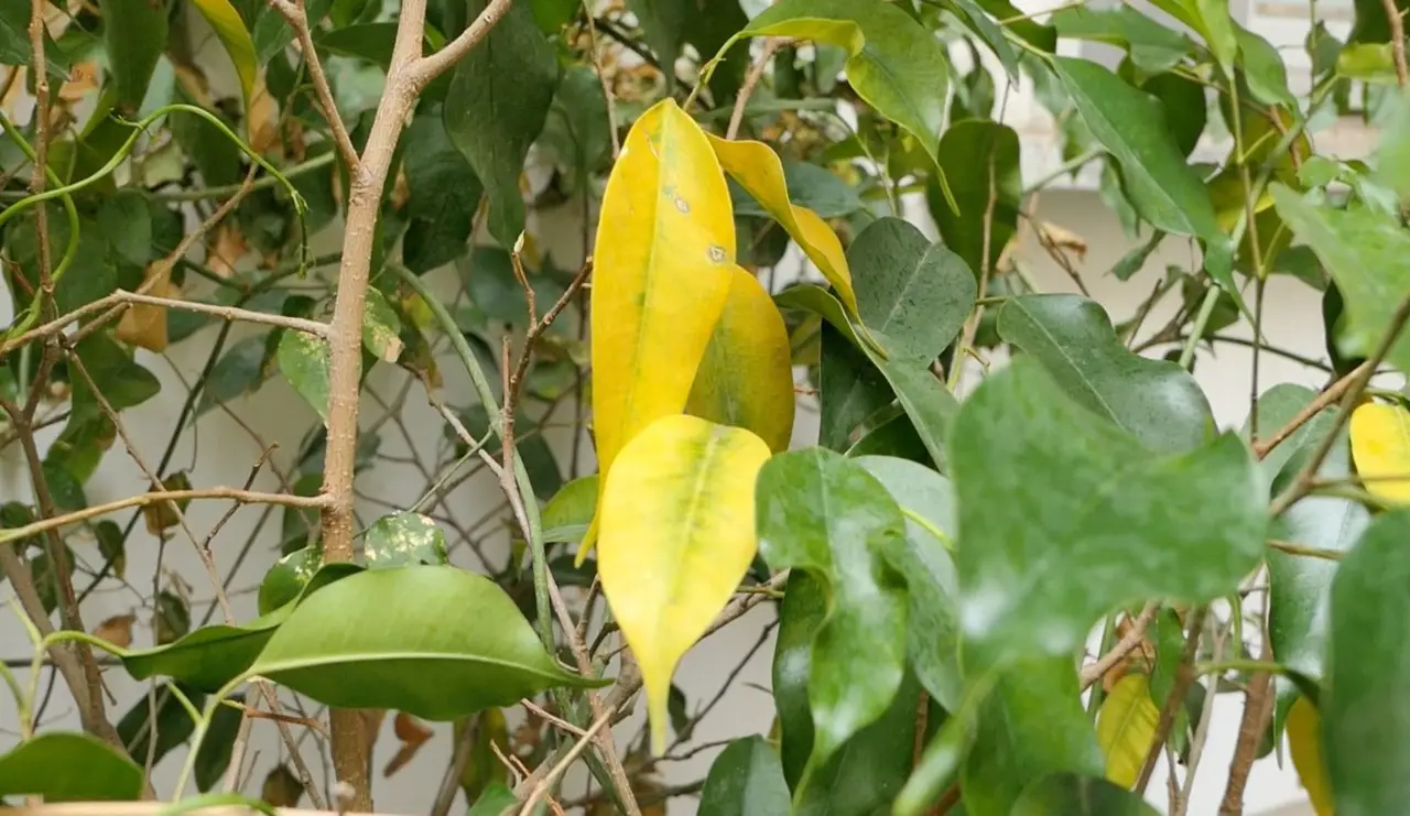 Perché le foglie del ficus cadono? Ecco come intervenire