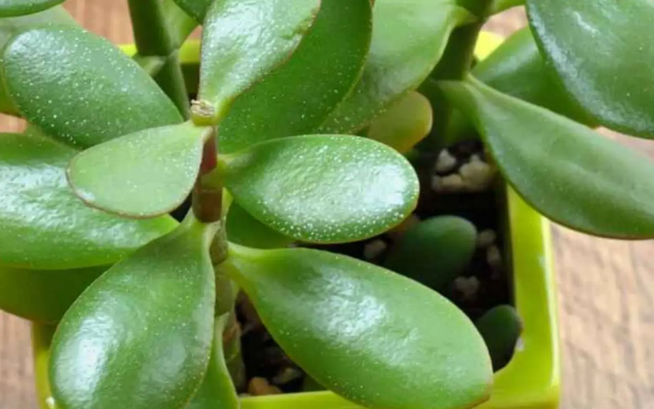 Allerta albero di Giada in casa: ecco cosa può accadere, lo sapevi?