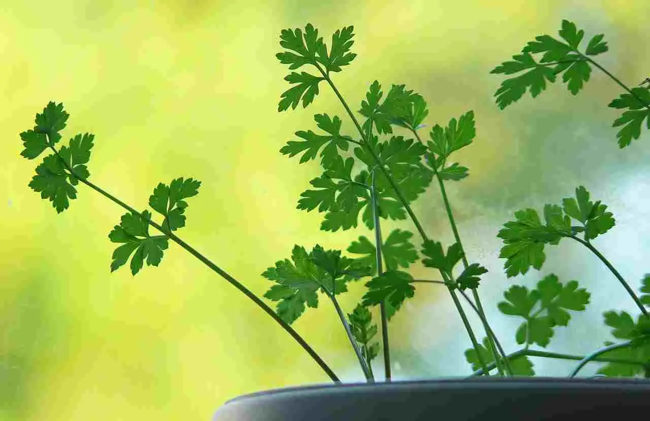Perché il prezzemolo non cresce? Scopri le cause principali