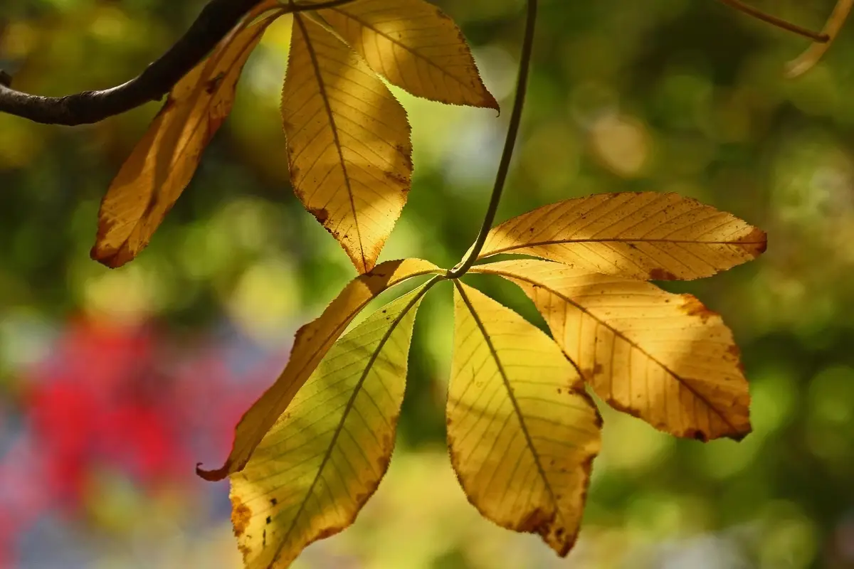 Dove andare in autunno per vedere i borghi colorarsi?