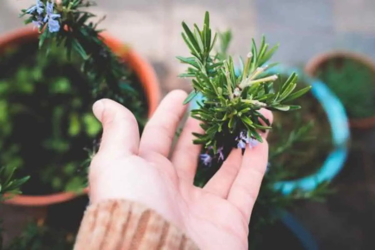 Come avere un rosmarino sano e rigoglioso: ecco il trucco del giardiniere
