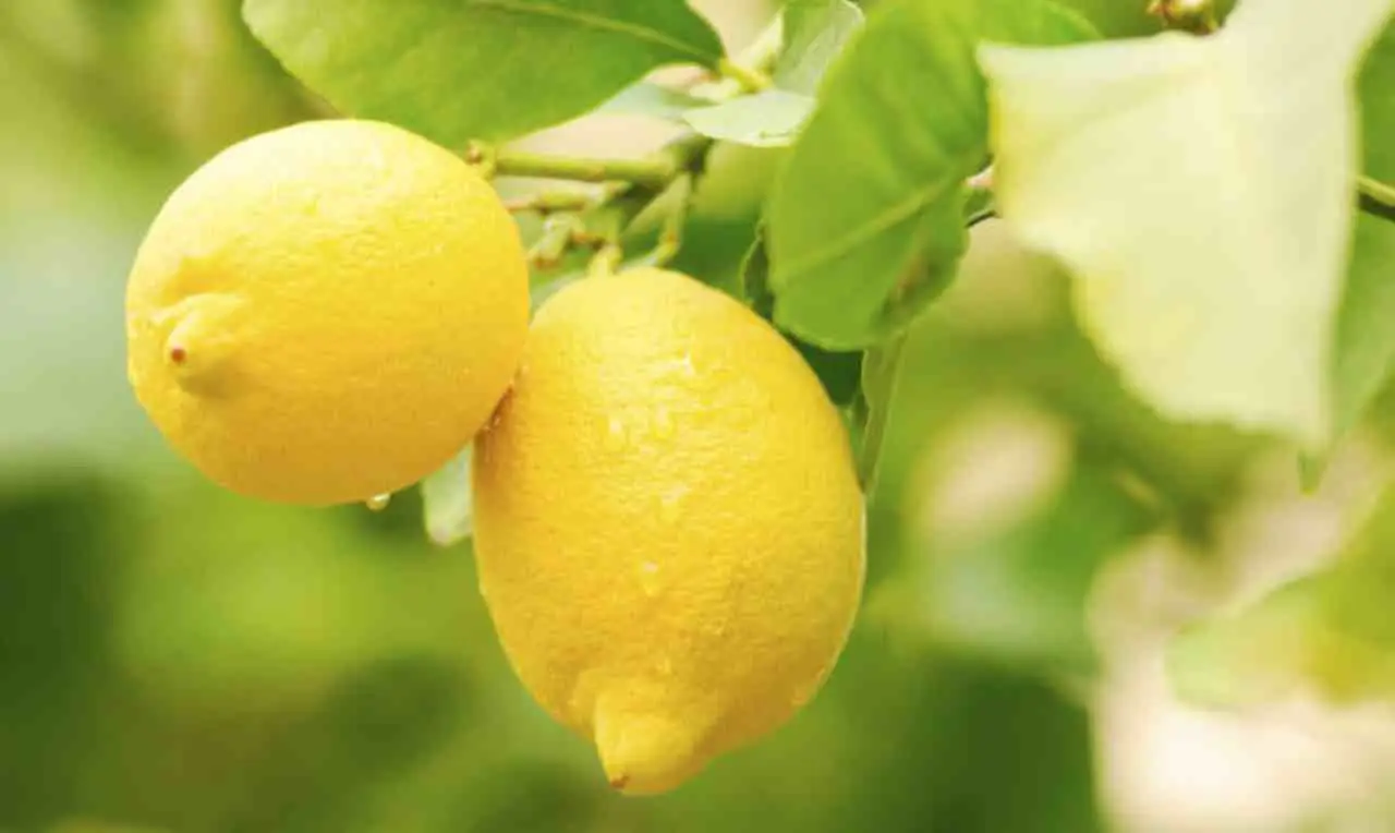 Come proteggere le piante di limoni dal gelo? I migliori consigli