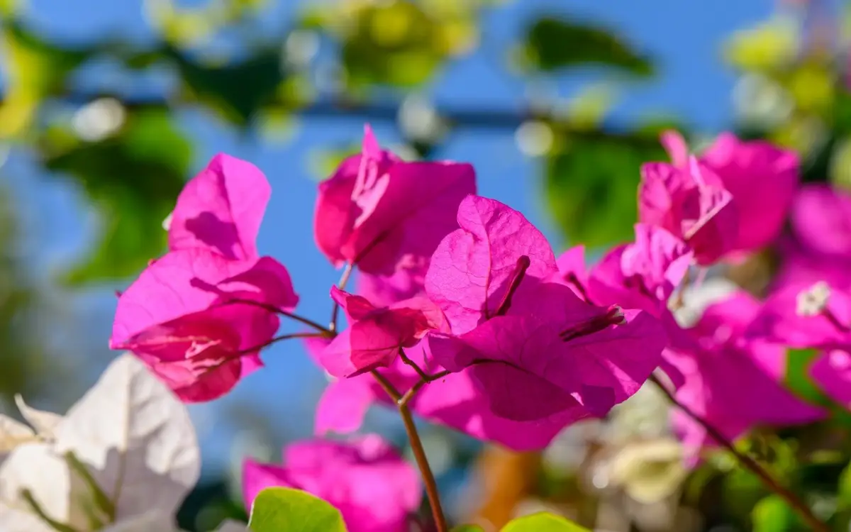 Bouganville senza fiori? scopri il trucco che cambierà tutto