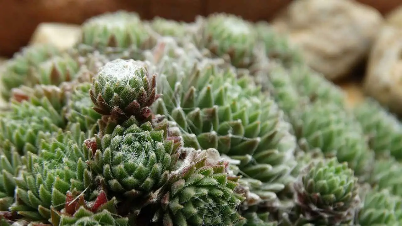 Proteggere le piante grasse dal freddo: ecco cosa devi fare