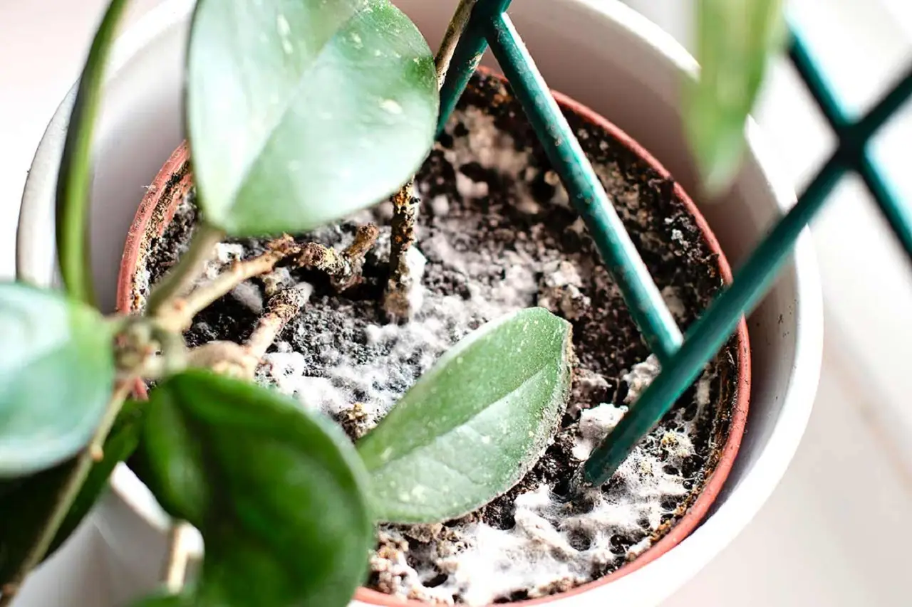 Come eliminare le muffe dalle piante