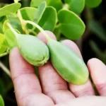 La pianta dimenticata che sta tornando di moda: presto sarà la regina dei giardini