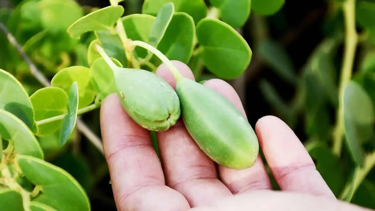 La pianta dimenticata che sta tornando di moda: presto sarà la regina dei giardini