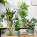 Le cinque piante che portano sfortuna in casa: ecco quali sono