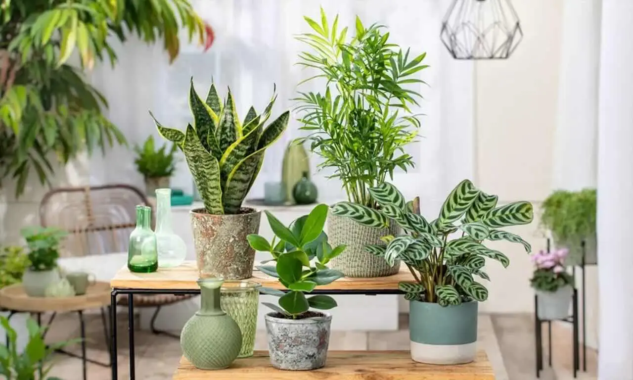 Le cinque piante che portano sfortuna in casa: ecco quali sono