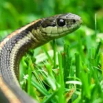 Serpenti in giardino? Il trucco consigliato dai botanici per tenerli lontani in modo naturale