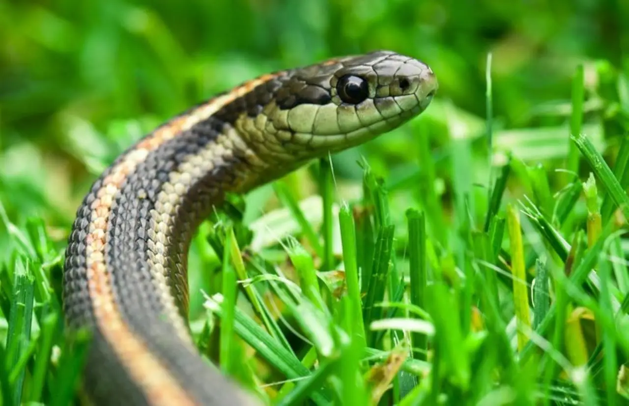 Serpenti in giardino? Il trucco consigliato dai botanici per tenerli lontani in modo naturale