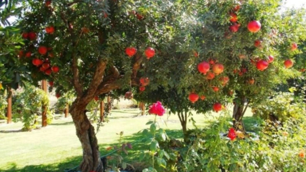 Quando potare il melograno? Ecco cosa dice il giardiniere