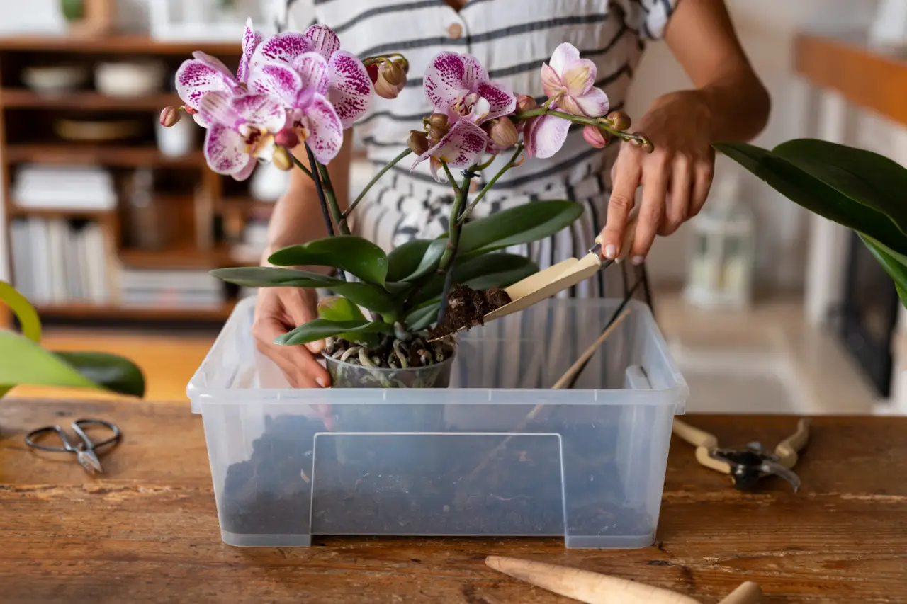 Come bagnare le orchidee: i tre trucchetti del giardiniere esperto