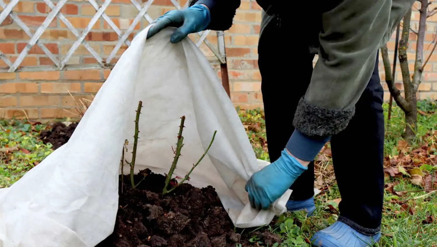 Come proteggere le piante dal freddo: il metodo della nonna