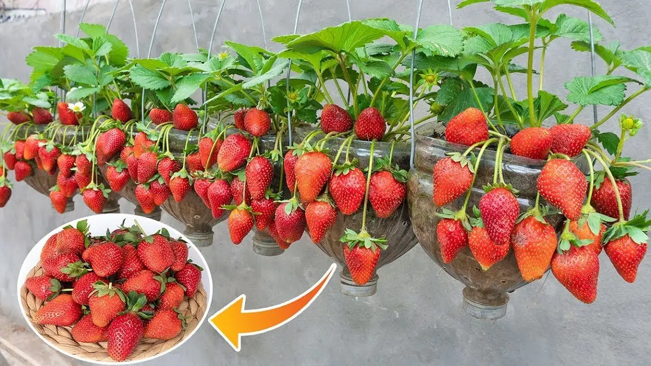 Usa il trucco della bottiglia per piantare le fragole: otterrai un raccolto strepitoso