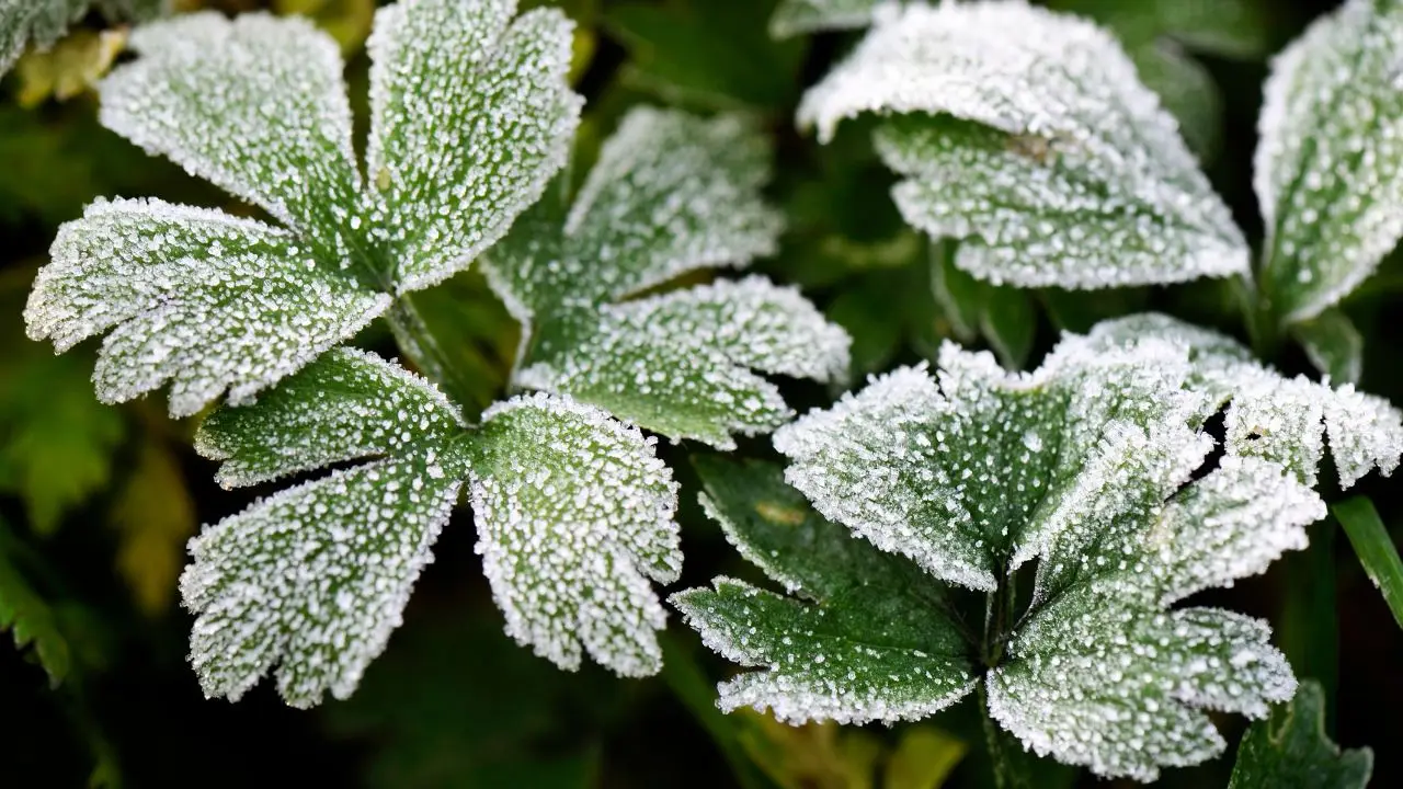 Piante che resistono al freddo: ecco le migliori per interno ed esterno
