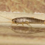 Se trovi pesciolini d’argento in casa fai attenzione: ecco le conseguenze