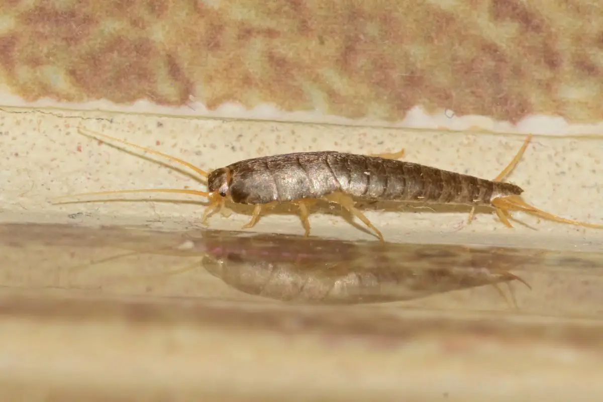 Se trovi pesciolini d’argento in casa fai attenzione: ecco le conseguenze