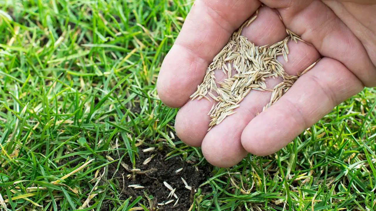 Quando si semina il prato? Il mese giusto per un risultato perfetto