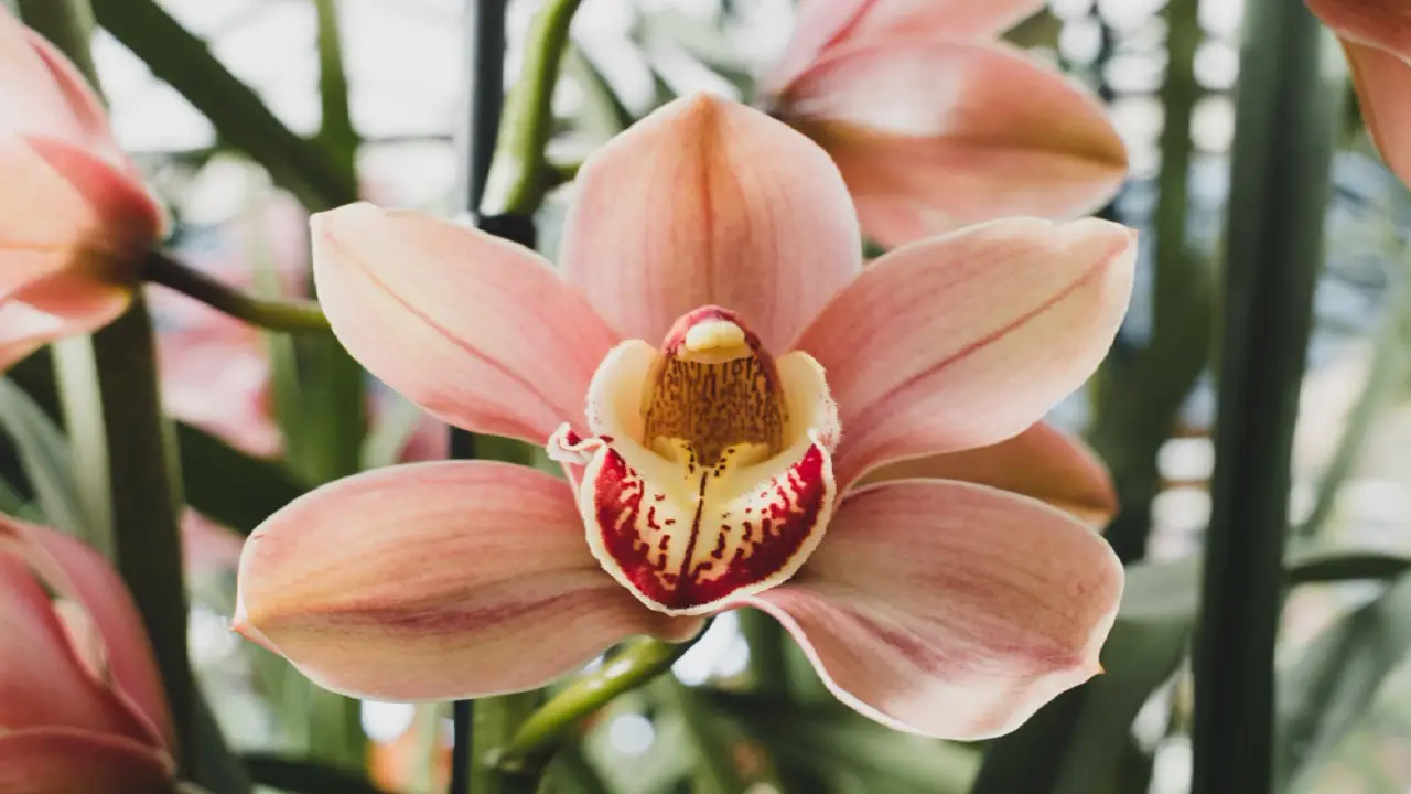 Come si cura il Cymbidium? Ecco il metodo dell’esperto
