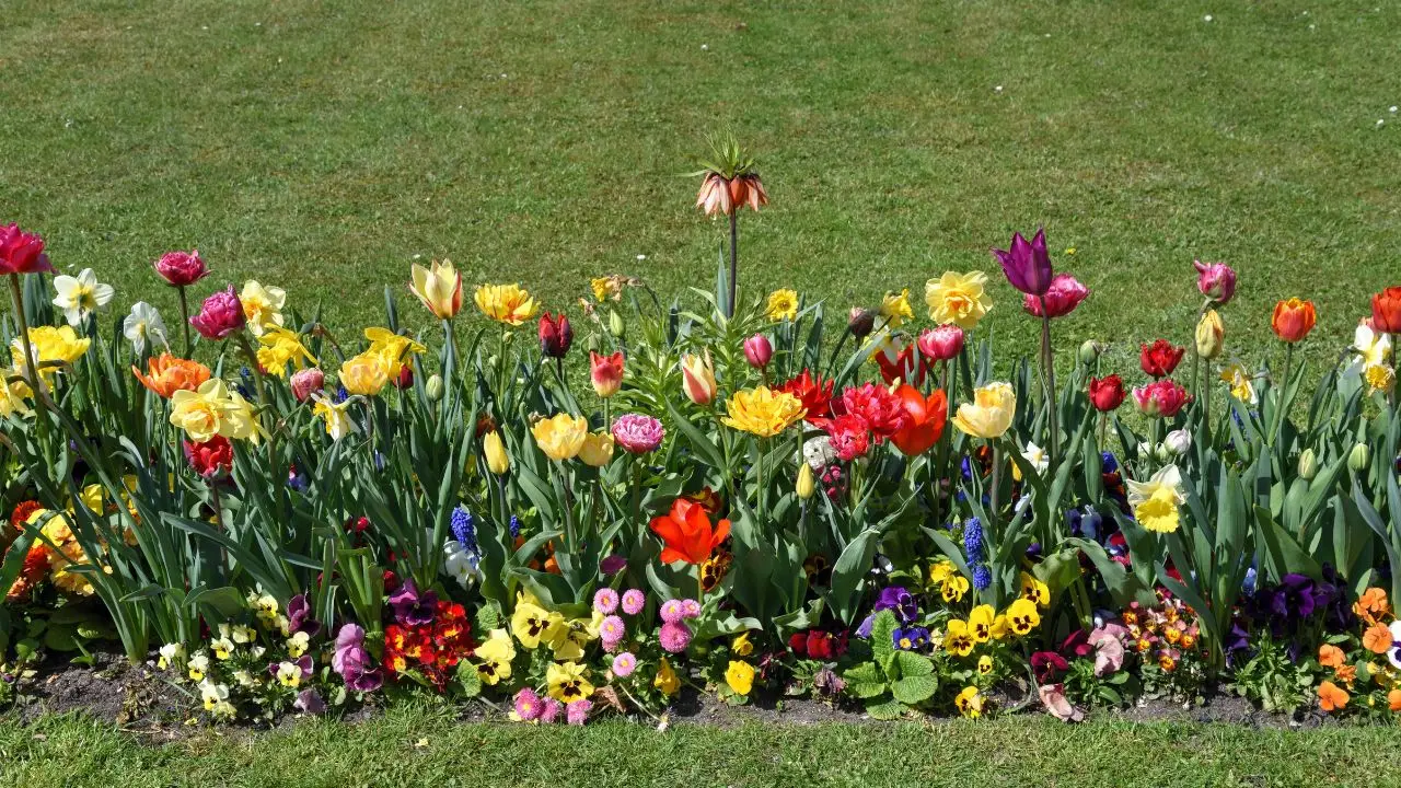 Come creare un’aiuola perfetta? I consigli per ogni stagione