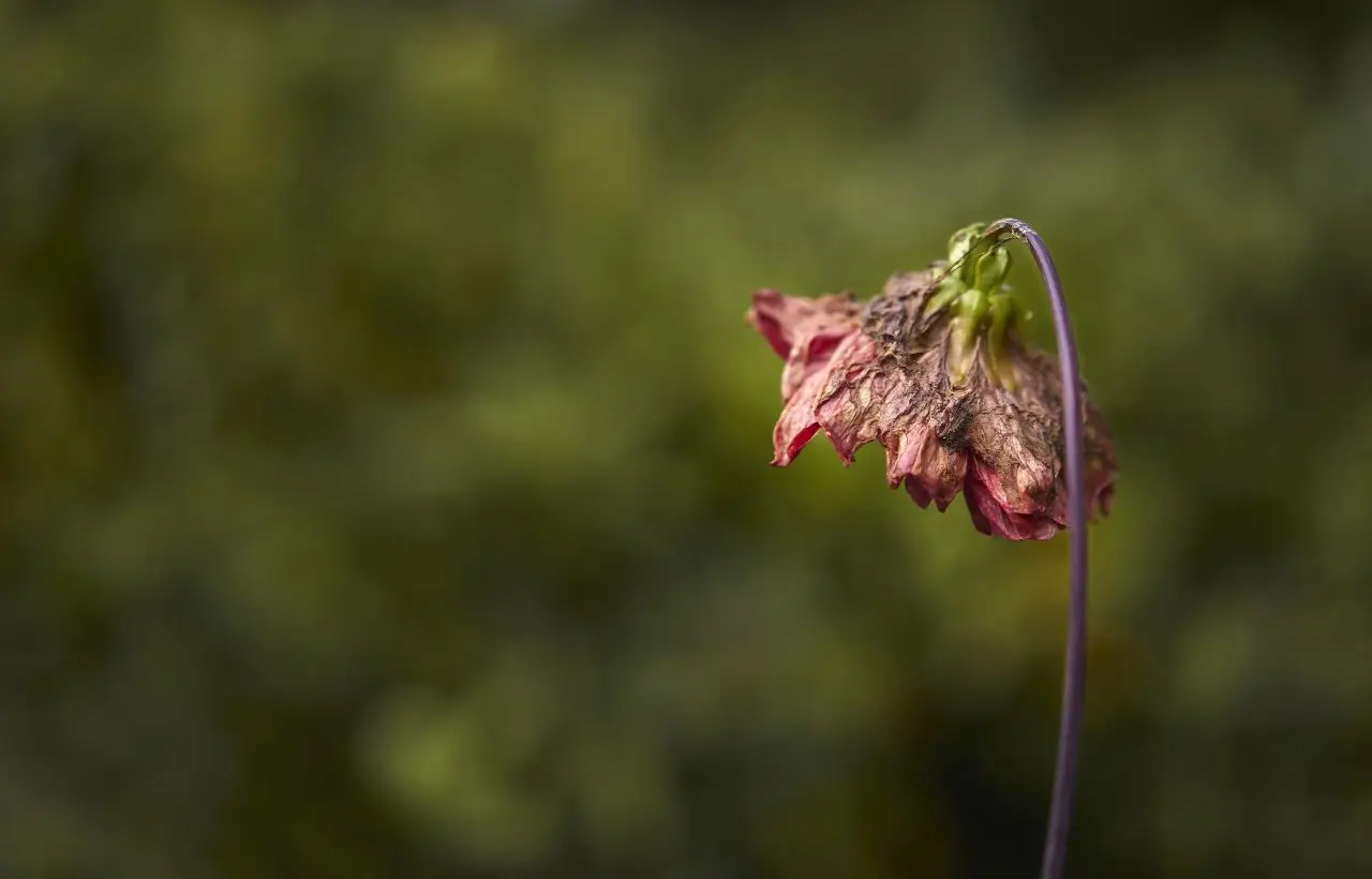 Perché i fiori cadono prima di sbocciare? Le cause più comuni