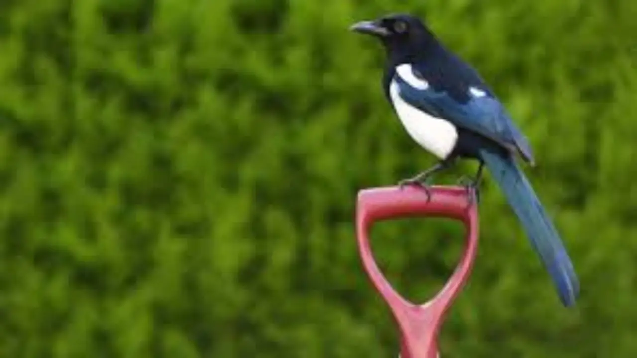 Gazza ladra: ecco perché la trovi spesso nel tuo giardino, lo sapevi?