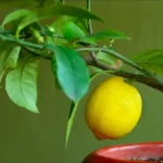 Come far fiorire un albero di limone in casa: il trucco del giardiniere