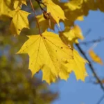 Perché le foglie ingialliscono in autunno: la causa che non ti aspetti