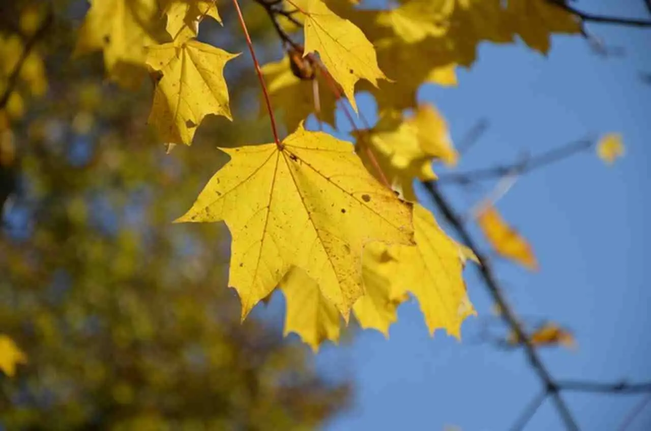 Perché le foglie ingialliscono in autunno: la causa che non ti aspetti