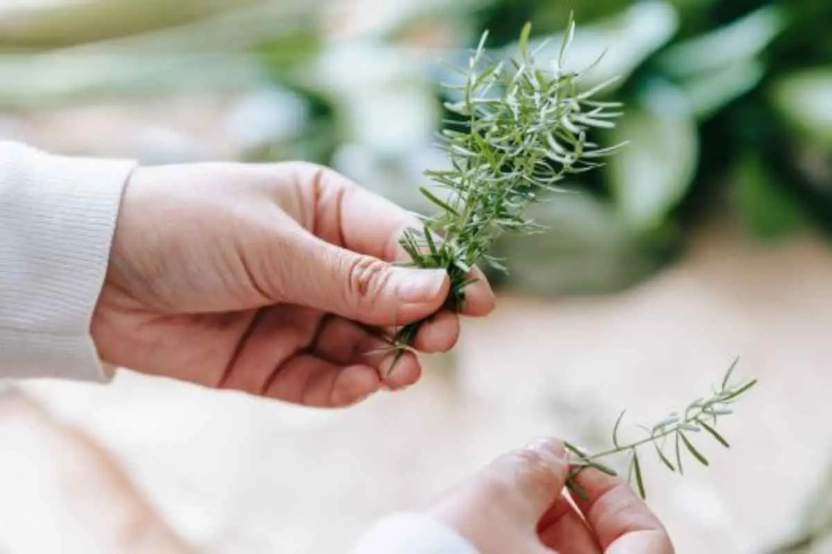 Come fare talee di rosmarino? Ecco il metodo più semplice