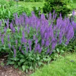 La perenne che trasforma aiuole e richiede solo poche annaffiature estive