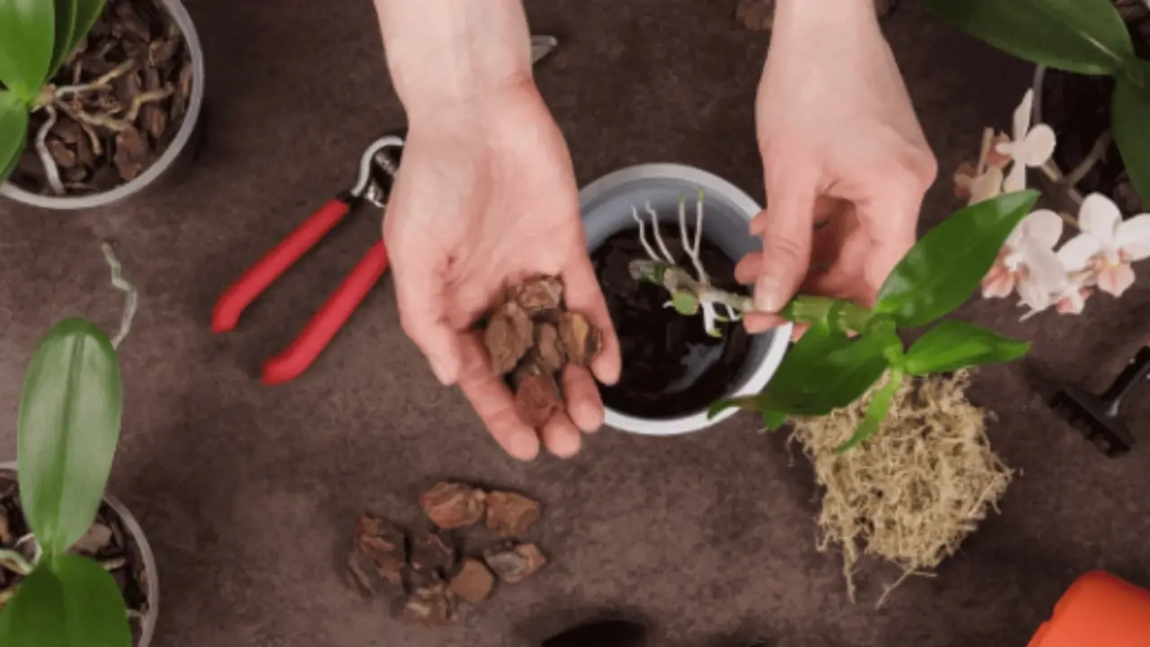 Quando cambiare vaso alle orchidee? Ecco cosa dice l’esperto