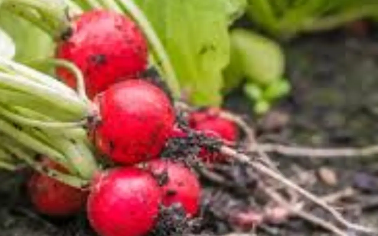 Quando seminare il ravanello? Ecco il trucco per una crescita veloce