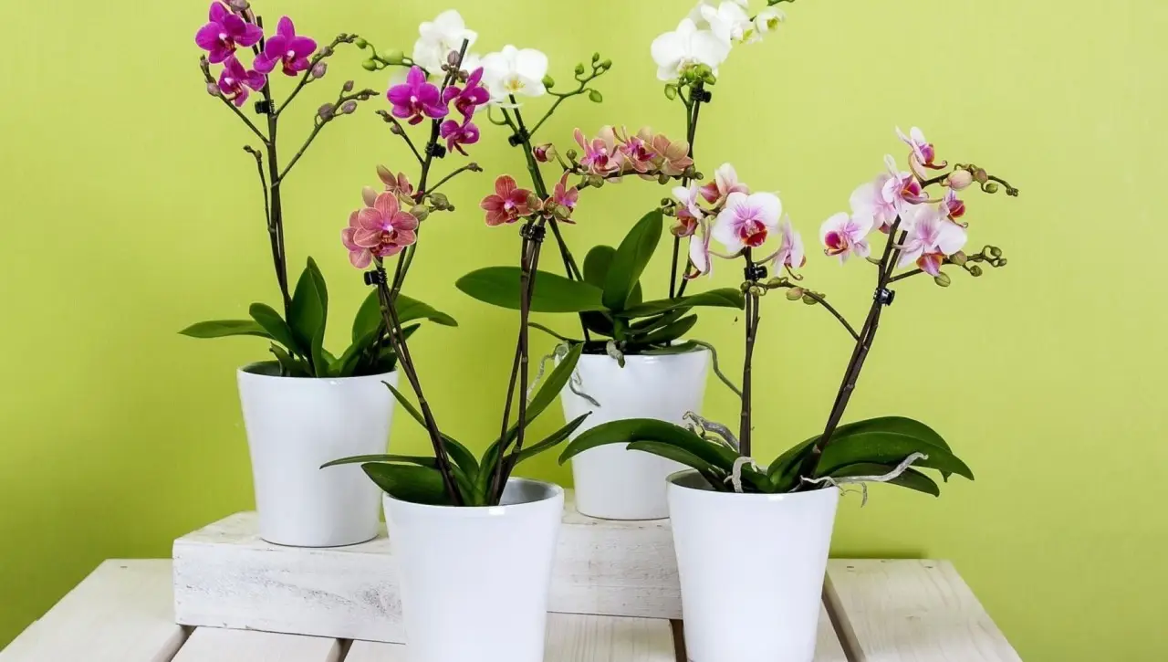 Come curare un’orchidea che non fiorisce? I consigli pratici