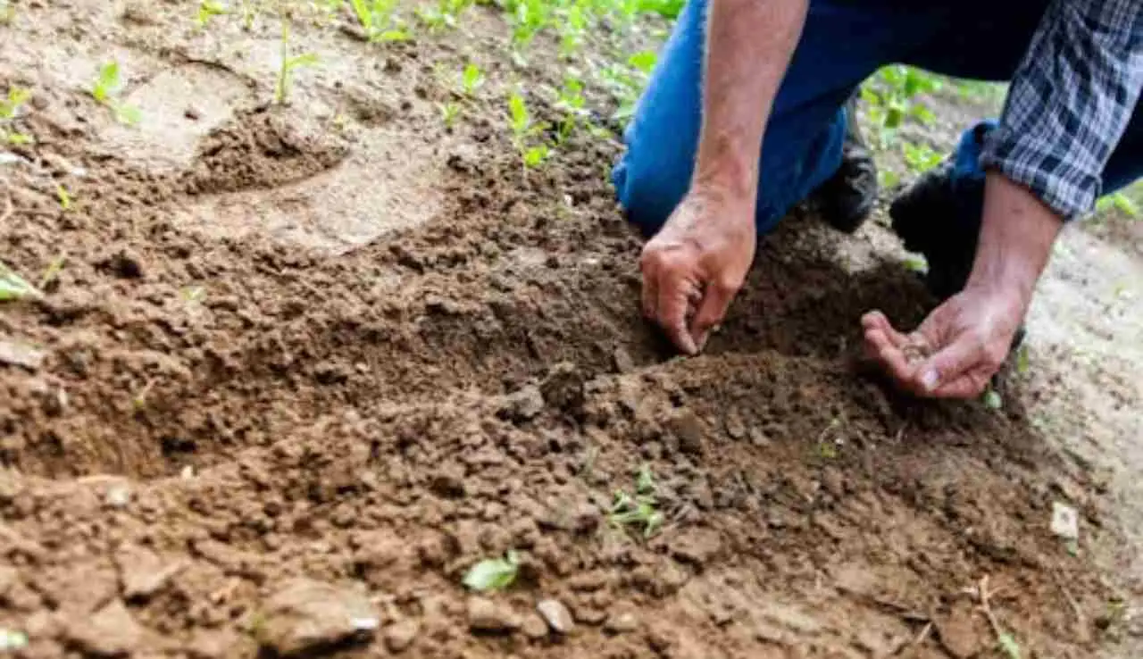 Perché il terreno puzza? Le cause e come rimediare