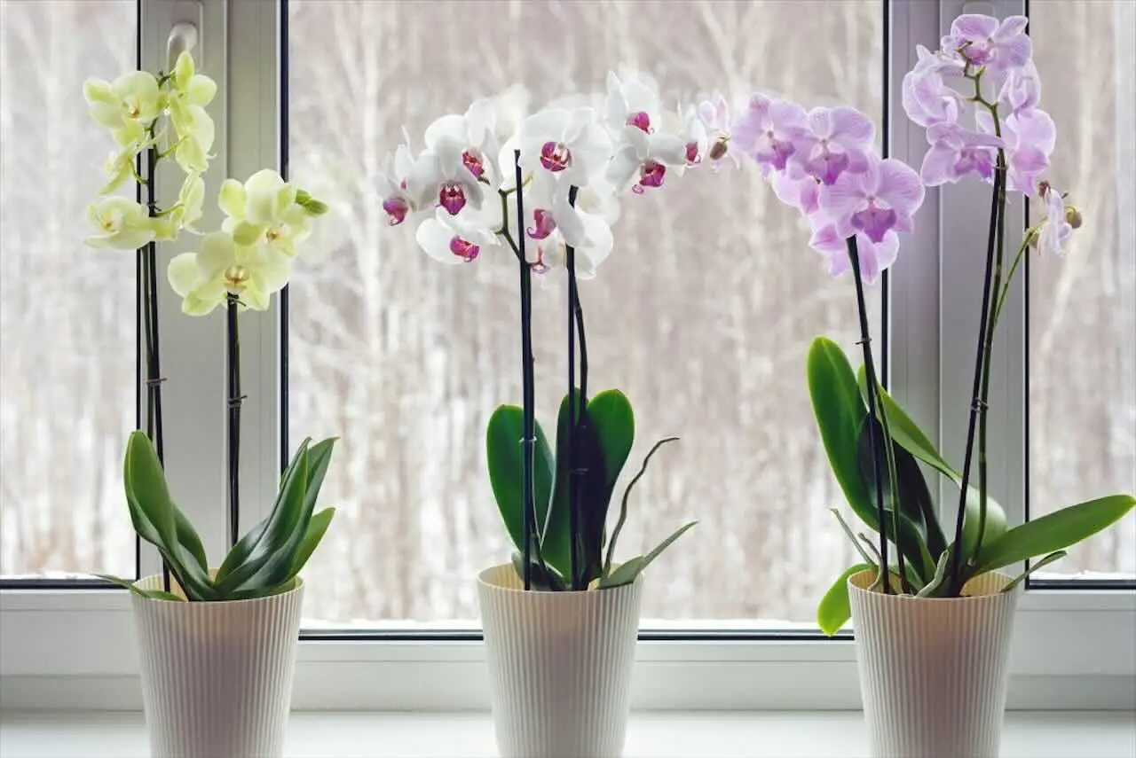 Come si cura un’orchidea? Ecco la risposta
